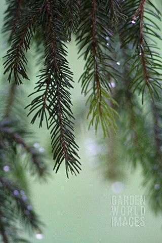 PINUS_PICEA_PINE_FIR_SPRUCE