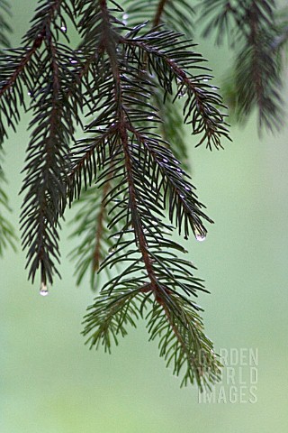 PINUS_PICEA_PINE_FIR_SPRUCE