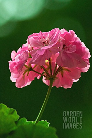 PELARGONIUM_PELARGONIUM