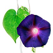 IPOMOEA PURPUREA