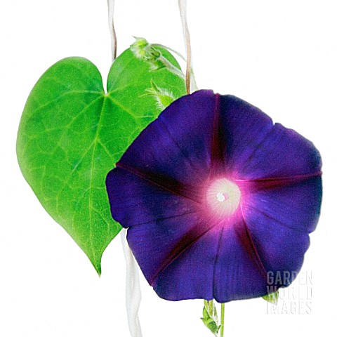 IPOMOEA_PURPUREA