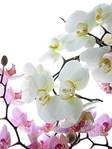 CYMBIDIUM_ORCHID