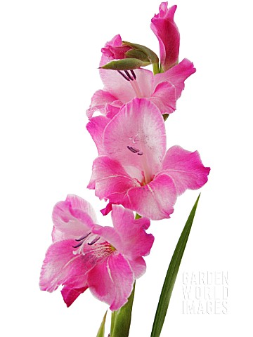 GLADIOLUS_GLADIOLUS