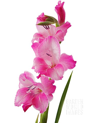 GLADIOLUS_GLADIOLUS