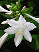 LILIUM LONGIFLORUM, LILY - EASTER LILY