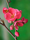 CHAENOMELES SP., (RED CHAENOMELES)