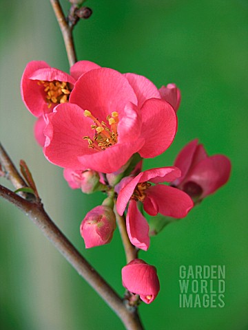 CHAENOMELES_SP_RED_CHAENOMELES