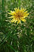 TRAGOPOGON PRATENSIS, GOATS BEARD