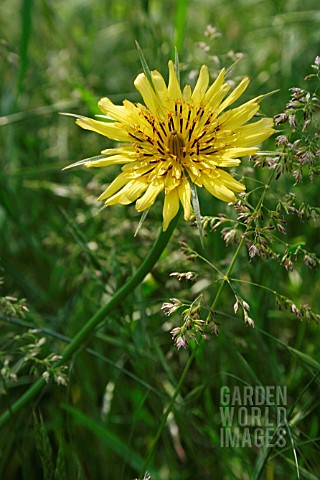 TRAGOPOGON_PRATENSIS_GOATS_BEARD