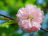 PRUNUS AMANOGAWA, CHERRY