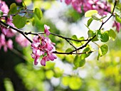 CERCIS CILIQUASTRUM, JUDUS TREE