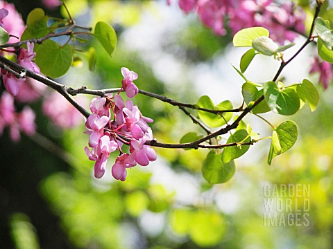 CERCIS_CILIQUASTRUM_JUDUS_TREE