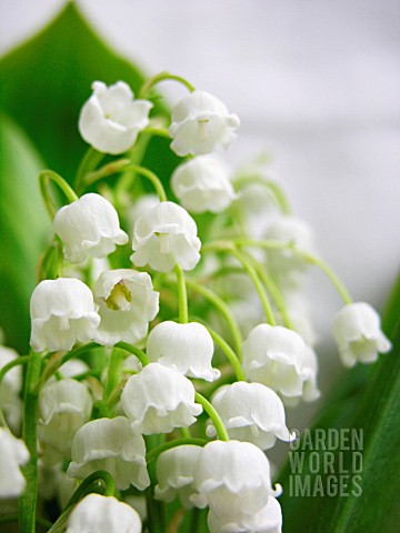 CONVALLARIA_MAJALIS_LILYOFTHEVALLEY