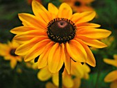 RUDBECKIA, CONEFLOWER, BLACK-EYED SUSAN