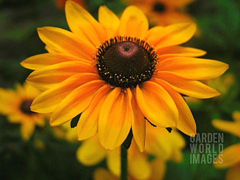 RUDBECKIA_CONEFLOWER_BLACKEYED_SUSAN