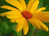 CALENDULA INDIAN PRINCE, MARIGOLD