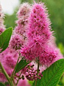 SPIRAEA JAPONICA, SPIRAEA