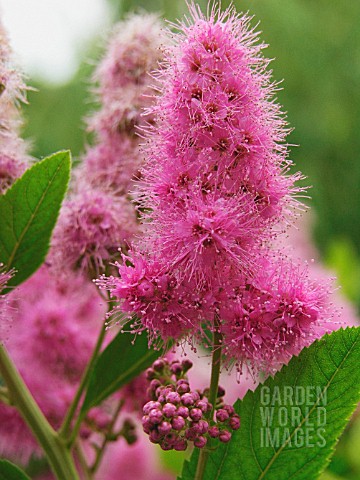 SPIRAEA_JAPONICA_SPIRAEA