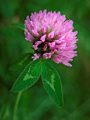 TRIFOLIUM PRATENSE, CLOVER