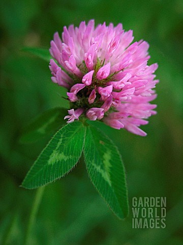 TRIFOLIUM_PRATENSE_CLOVER