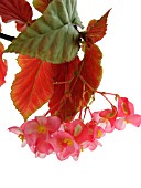 BEGONIA, BEGONIA