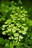 ADIANTUM RADDIANUM