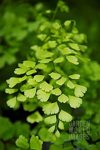 ADIANTUM_RADDIANUM