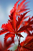 PARTHENOCISSUS QUINQUEFOLIA, VIRGINIA CREEPER