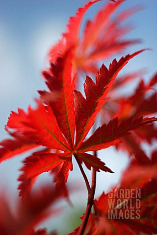 PARTHENOCISSUS_QUINQUEFOLIA_VIRGINIA_CREEPER