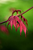 ACER PALMATUM ‘ATROPURPUREUM’, JAPANESE MAPLE