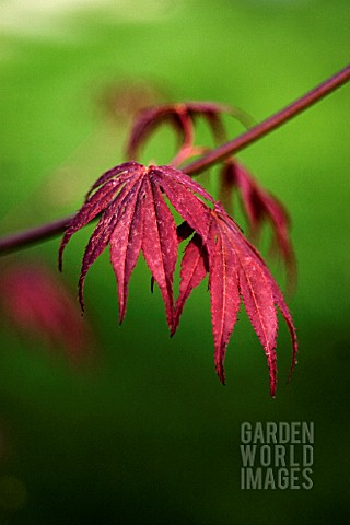 ACER_PALMATUM_ATROPURPUREUM_JAPANESE_MAPLE