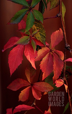 PARTHENOCISSUS_QUINQUEFOLIA_VIRGINIA_CREEPER