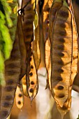 (GREEN) AND BROWN SEEDPODS