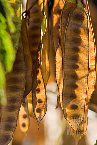 GREEN_AND_BROWN_SEEDPODS
