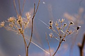 ANETHUM GRAVEOLENS, DILL