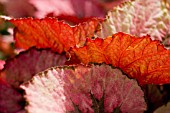 BEGONIA, BEGONIA