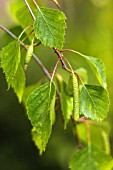 BETULA, BIRCH