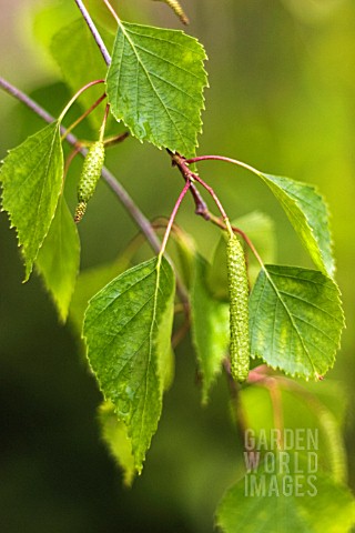 BETULA_BIRCH