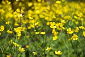 RANUNCULUS ACRIS, BUTTERCUP