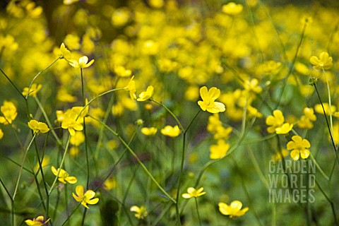 RANUNCULUS_ACRIS_BUTTERCUP