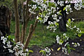 PRUNUS AVIUM, CHERRY