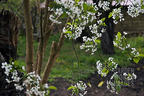 PRUNUS_AVIUM_CHERRY