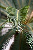 CYCAS REVOLUTA, PALM - SAGO PALM