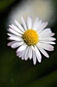 BELLIS PERENNIS, DAISY - LAWN DAISY