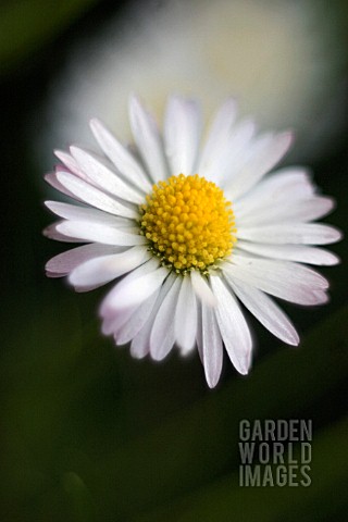 BELLIS_PERENNIS_DAISY__LAWN_DAISY