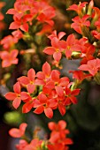 KALANCHOE BLOSSFELDIANA, KALANCHOE