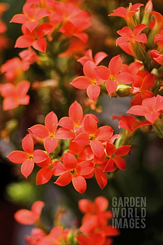 KALANCHOE_BLOSSFELDIANA_KALANCHOE