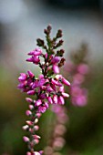 CALLUNA, HEATHER