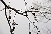 PLATANUS ACERIFOLIA, LONDON PLANE