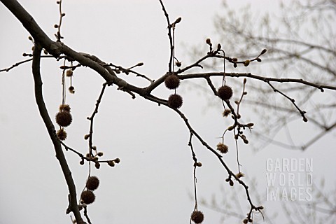 PLATANUS_ACERIFOLIA_LONDON_PLANE